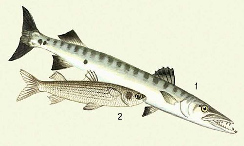 Большая Советская Энциклопедия (РЫ) - i010-001-260805015.jpg