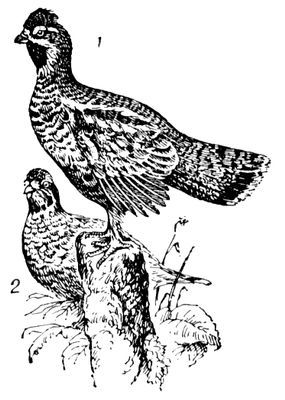 Большая Советская Энциклопедия (РЯ) - i010-001-251903497.jpg