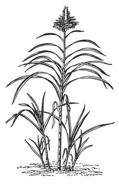 Большая Советская Энциклопедия (СА) - i008-pictures-001-291239977.jpg