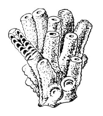 Большая Советская Энциклопедия (СФ) - i010-001-253908742.jpg