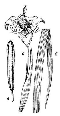 Большая Советская Энциклопедия (ТИ) - i008-pictures-001-293507185.jpg