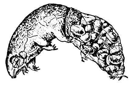 Большая Советская Энциклопедия (ТИ) - i009-001-205502262.jpg