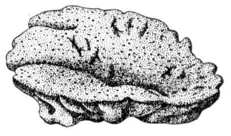 Большая Советская Энциклопедия (ТУ) - i010-001-254114151.jpg