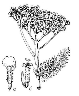 Большая Советская Энциклопедия (ТЫ) - i010-001-246850959.jpg