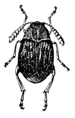Большая Советская Энциклопедия (ФА) - i009-001-216823036.jpg