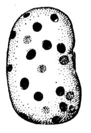 Большая Советская Энциклопедия (ФА) - i010-001-283817163.jpg