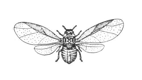 Большая Советская Энциклопедия (ХЕ) - i010-001-276749271.jpg