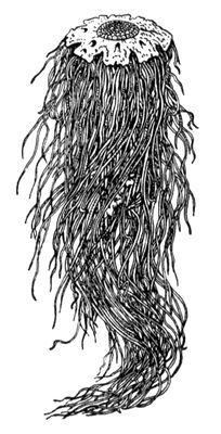 Большая Советская Энциклопедия (ЦИ) - i010-001-277916996.jpg