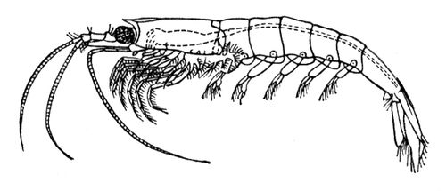 Большая Советская Энциклопедия (ЭВ) - i009-001-231514321.jpg