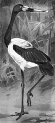 Большая Советская Энциклопедия (ЯБ) - i010-001-263308472.jpg