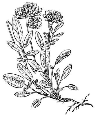 Большая Советская Энциклопедия (ЯЗ) - i009-001-228711462.jpg