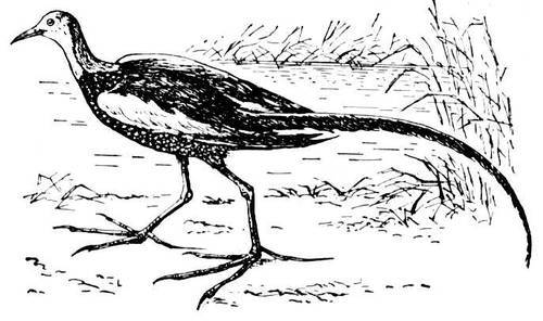 Большая Советская Энциклопедия (ЯК) - i010-001-282012354.jpg