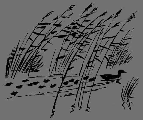 В лесах счастливой охоты - i_110.png