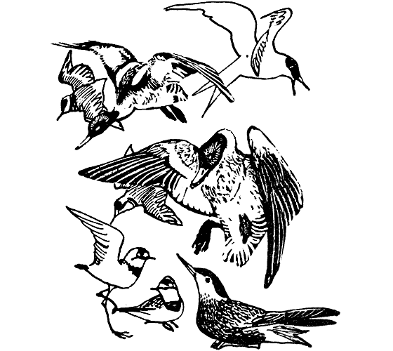 Земля солнечного огня - i_009.png