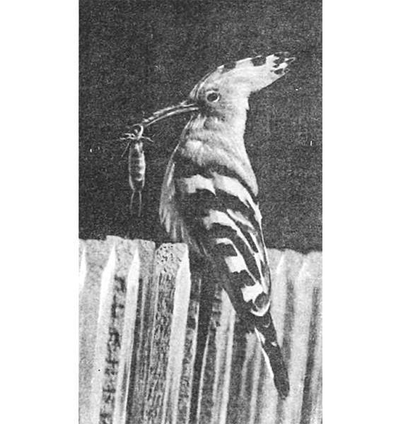 Земля солнечного огня - i_010.jpg