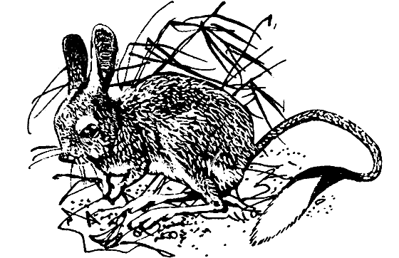 Земля солнечного огня - i_012.png