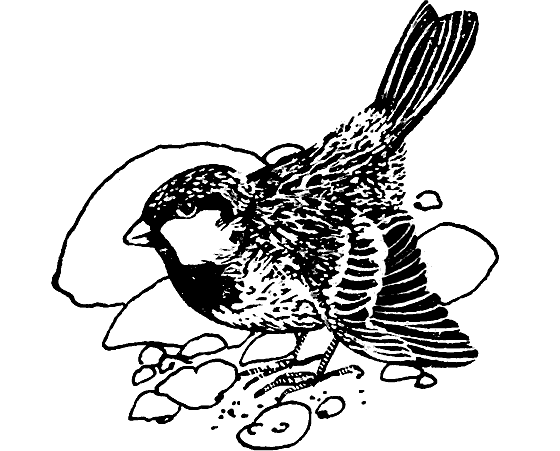 Земля солнечного огня - i_013.png