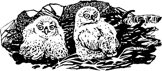 Земля солнечного огня - i_014.png