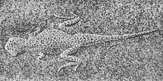 Земля солнечного огня - i_195.jpg