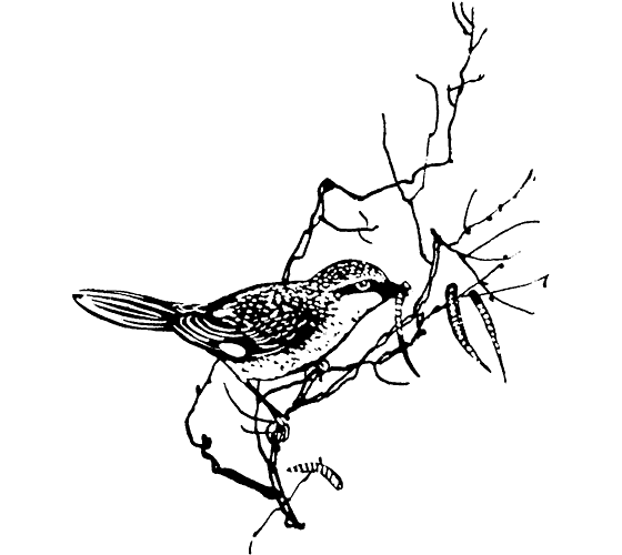 Земля солнечного огня - i_213.png