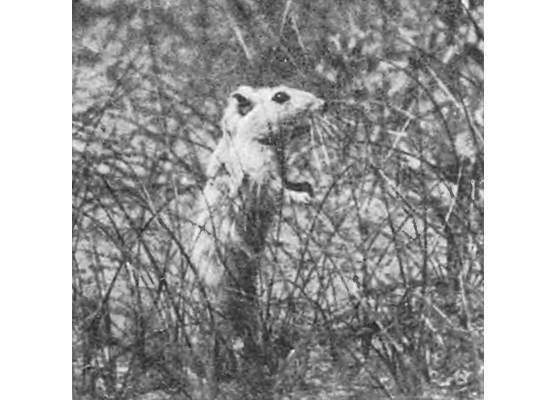 Земля солнечного огня - i_217.jpg