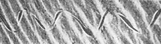 Земля солнечного огня - i_218.jpg