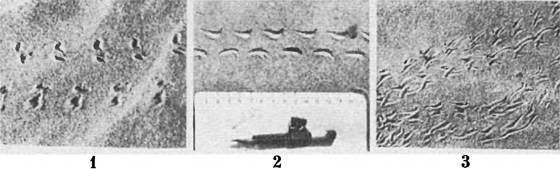 Земля солнечного огня - i_224.jpg