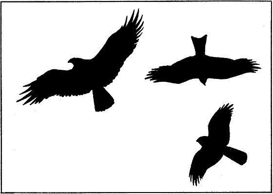 Земля солнечного огня - i_225.png