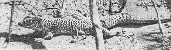 Земля солнечного огня - i_226.jpg