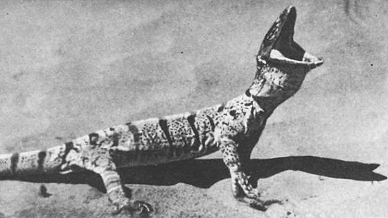 Земля солнечного огня - i_241.jpg