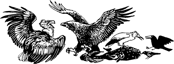 Земля солнечного огня - i_244.png