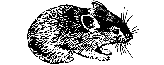 Земля солнечного огня - i_253.png