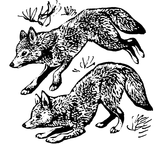 Земля солнечного огня - i_268.png