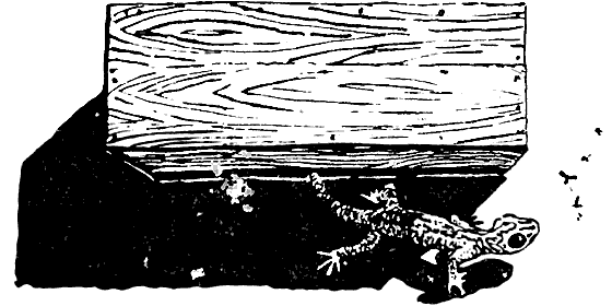 Земля солнечного огня - i_270.png