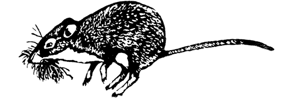 Земля солнечного огня - i_277.png