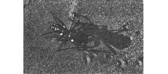 Земля солнечного огня - i_281.jpg