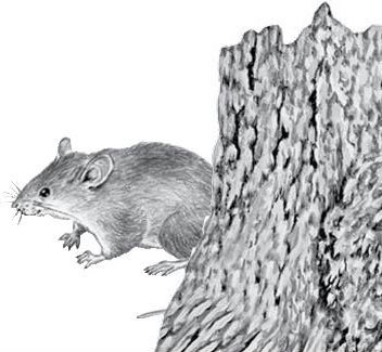 Лесные тайнички. С вопросами и ответами для почемучек - i_024.jpg