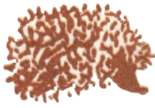 Медовый дождь - i_054.png