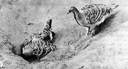 Планета чудес - i_084.jpg