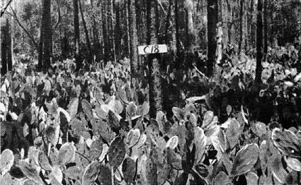 Планета чудес - i_098.jpg