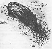 Подводная газета - _106.jpg