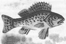 Подводная газета - _108.jpg