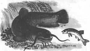 Подводная газета - _117.jpg