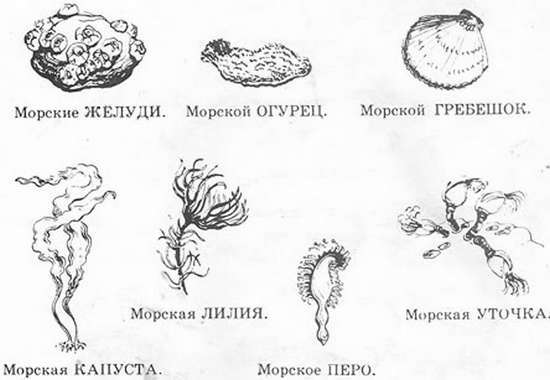 Подводная газета - _220.jpg