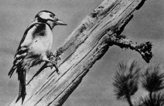 Под шапкой-невидимкой - _027.jpg