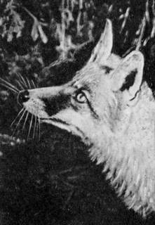 Под шапкой-невидимкой - _049.jpg