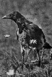 Под шапкой-невидимкой - _061.jpg