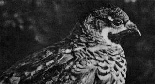 Под шапкой-невидимкой - _072.jpg