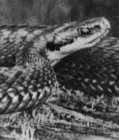 Под шапкой-невидимкой - _075.jpg