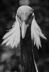 Под шапкой-невидимкой - _081.jpg